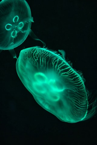 a group of jellyfish