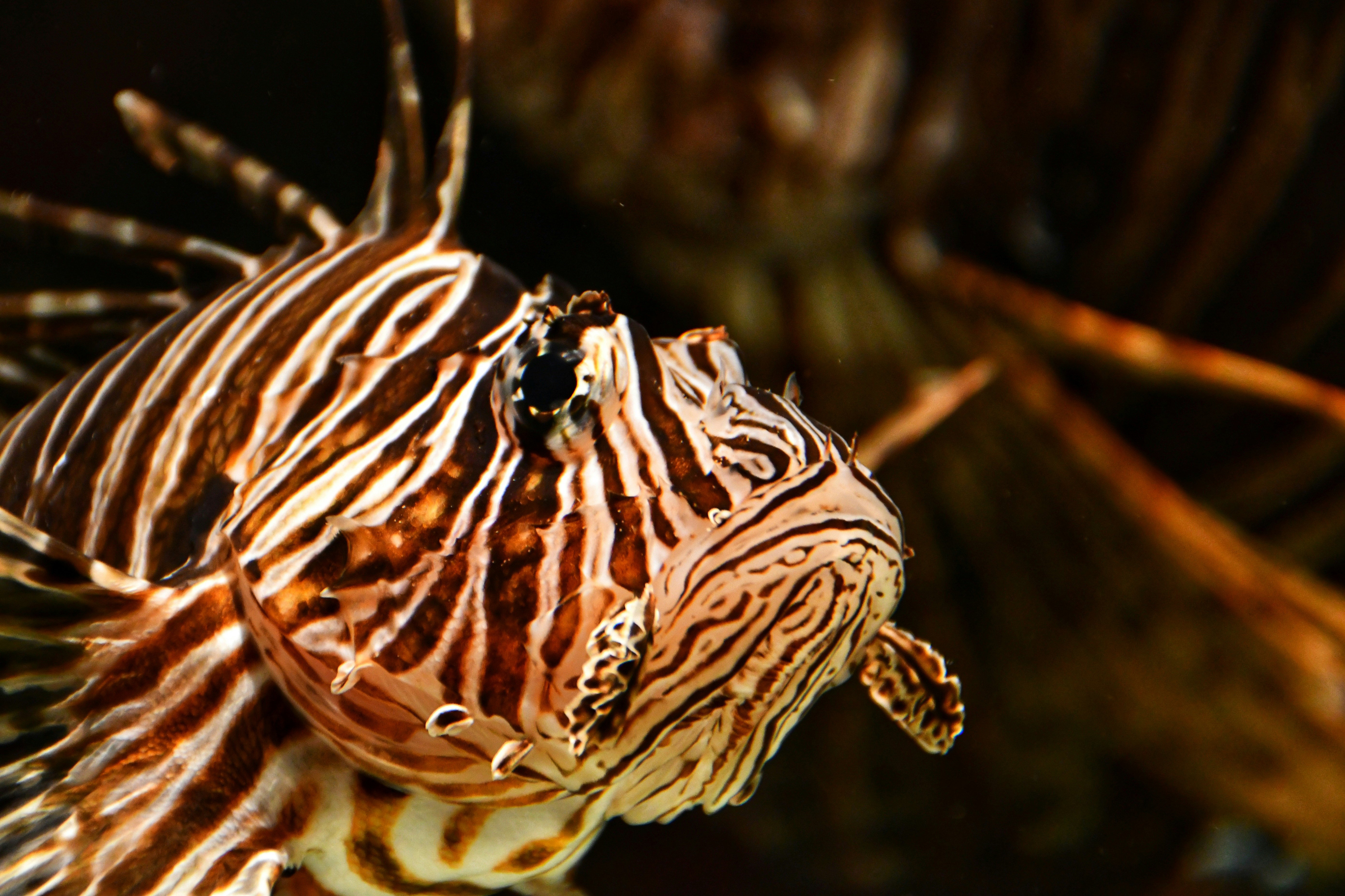 Photo by thatbangaloreanguy