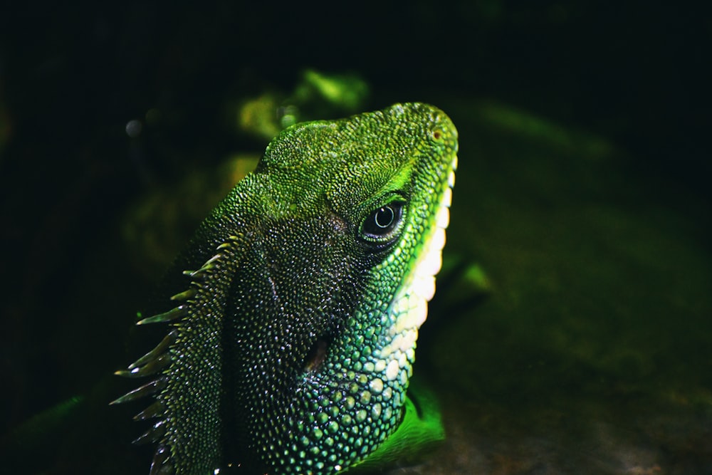 a green and blue lizard