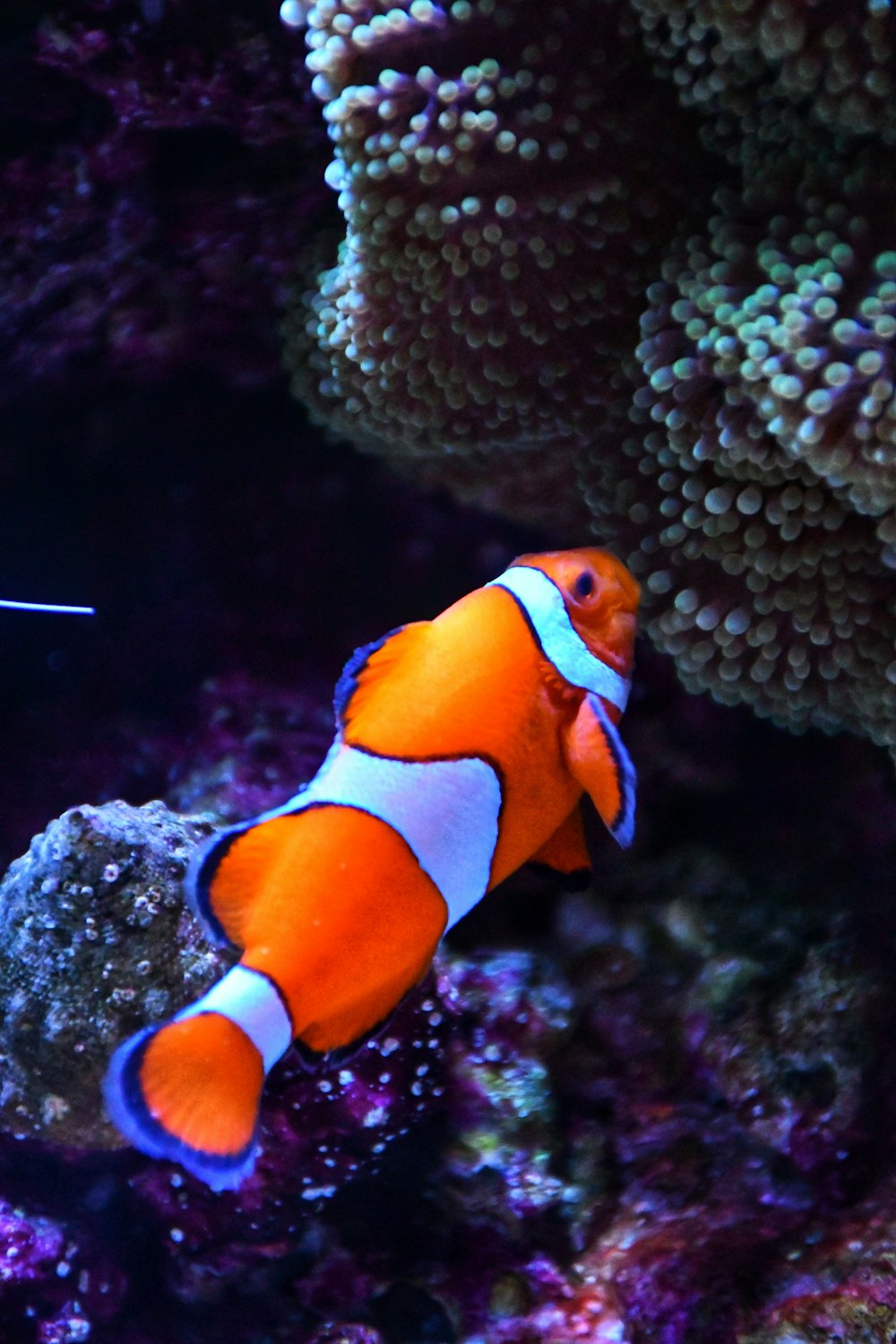 a clown fish in an aquarium