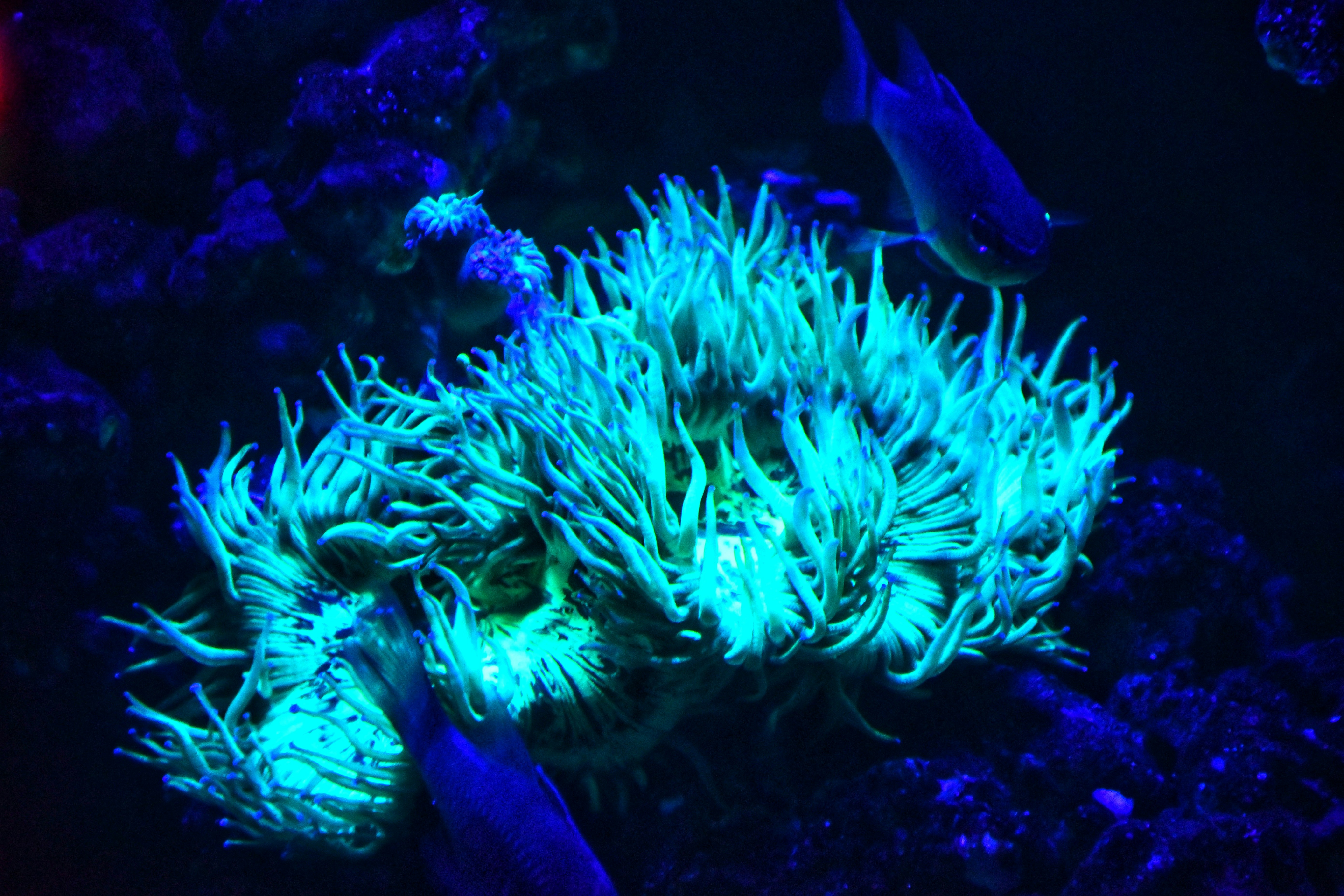 Photo by thatbangaloreanguy