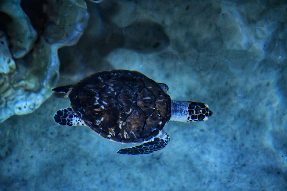 a turtle swimming in the water