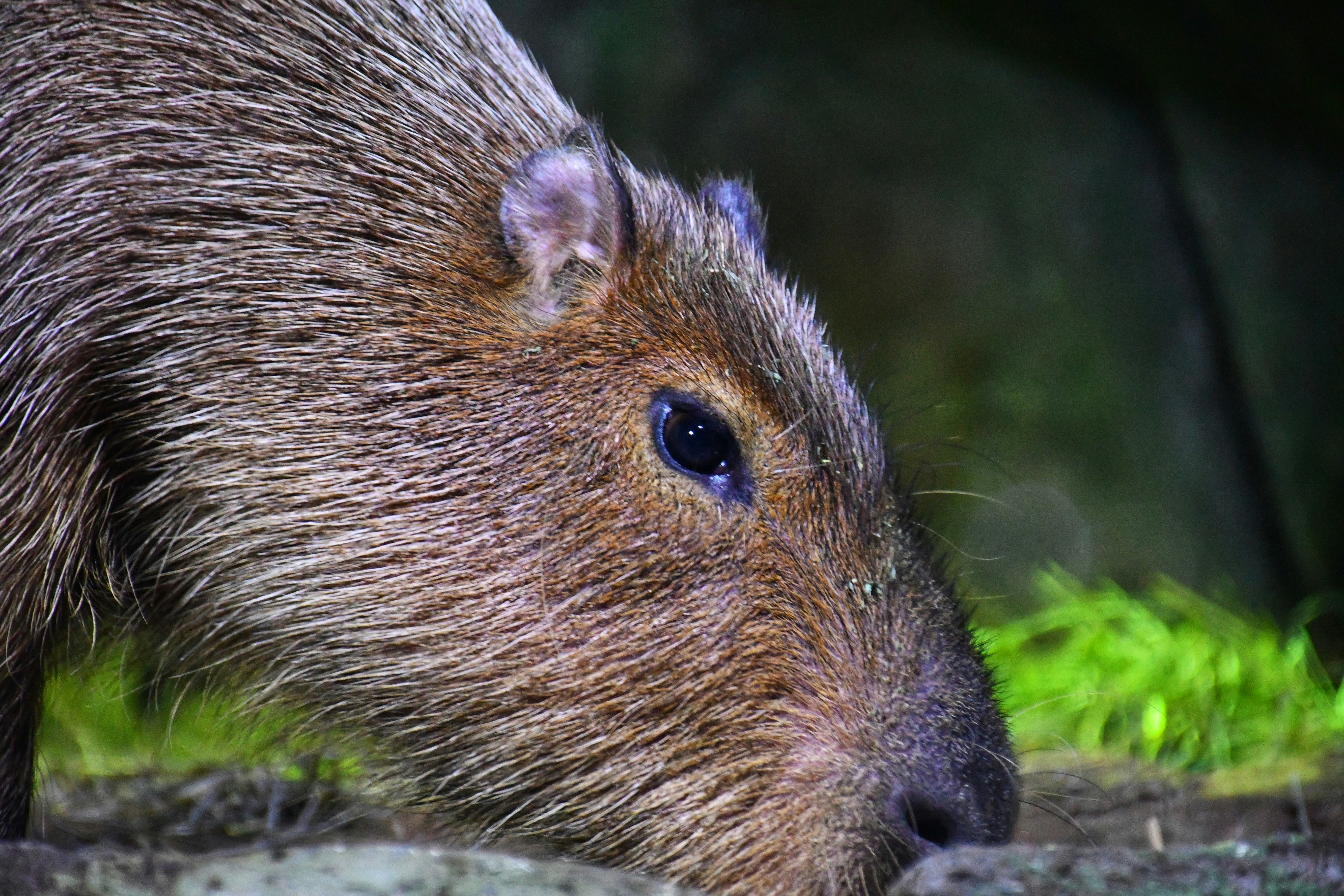 Close up of forest rodent