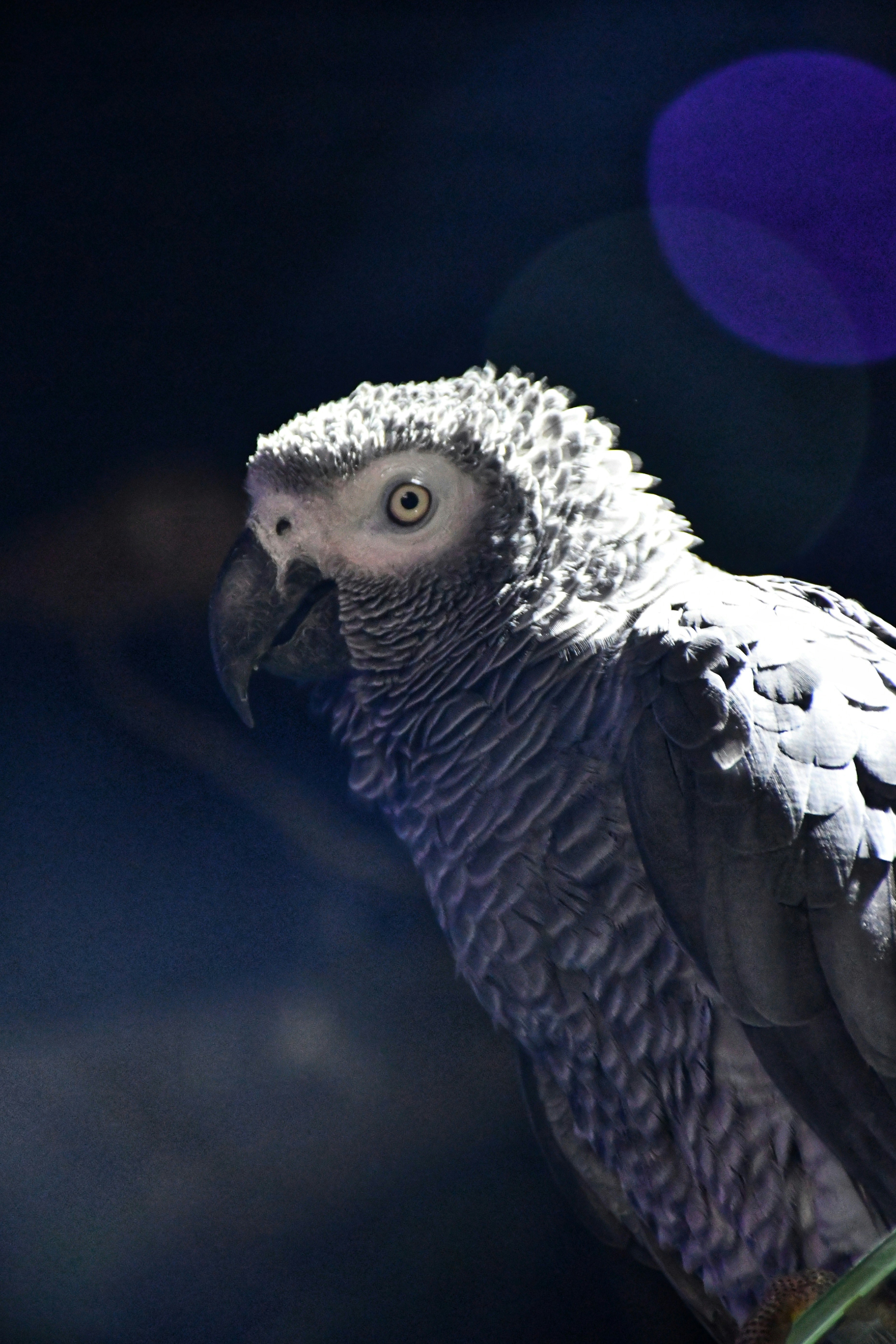 Photo by thatbangaloreanguy