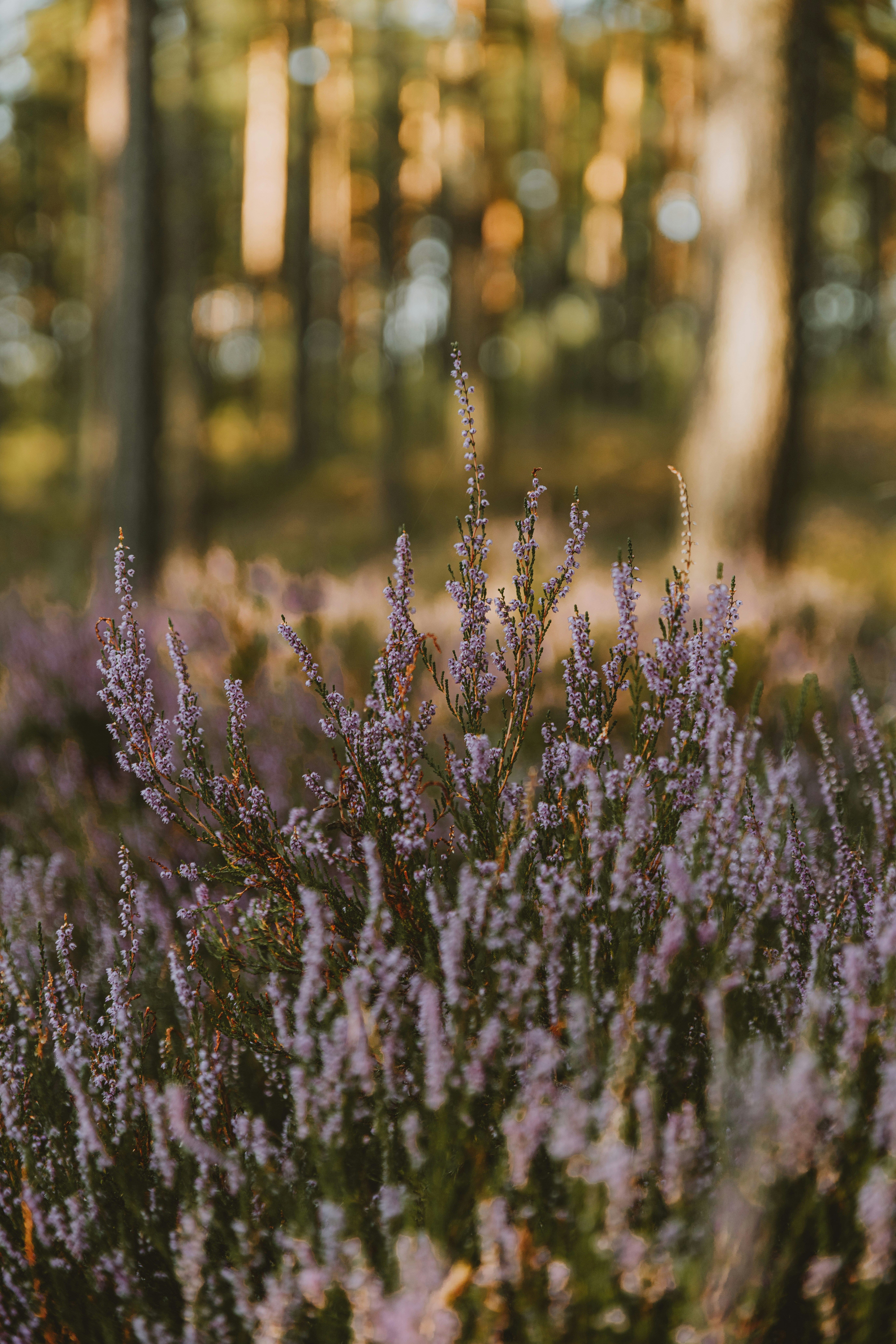 Photo by anitaaustvika