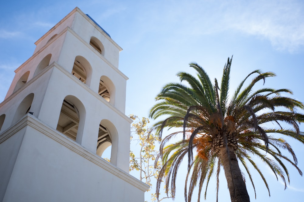 a palm tree and a white building