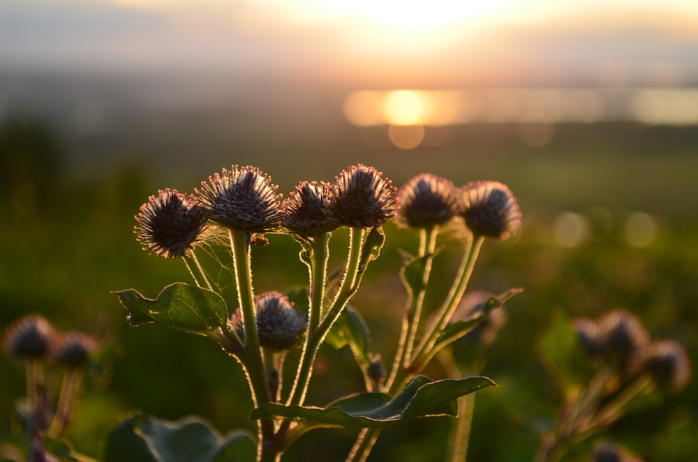 a close up of a flower