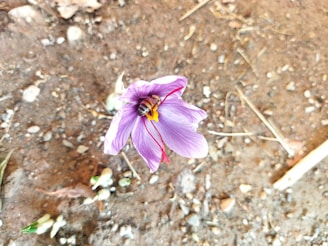 A bee is perched on a purple saffron flower with vibrant red stigmas. The flower grows directly from the soil, surrounded by pebbles and a few small leaves.