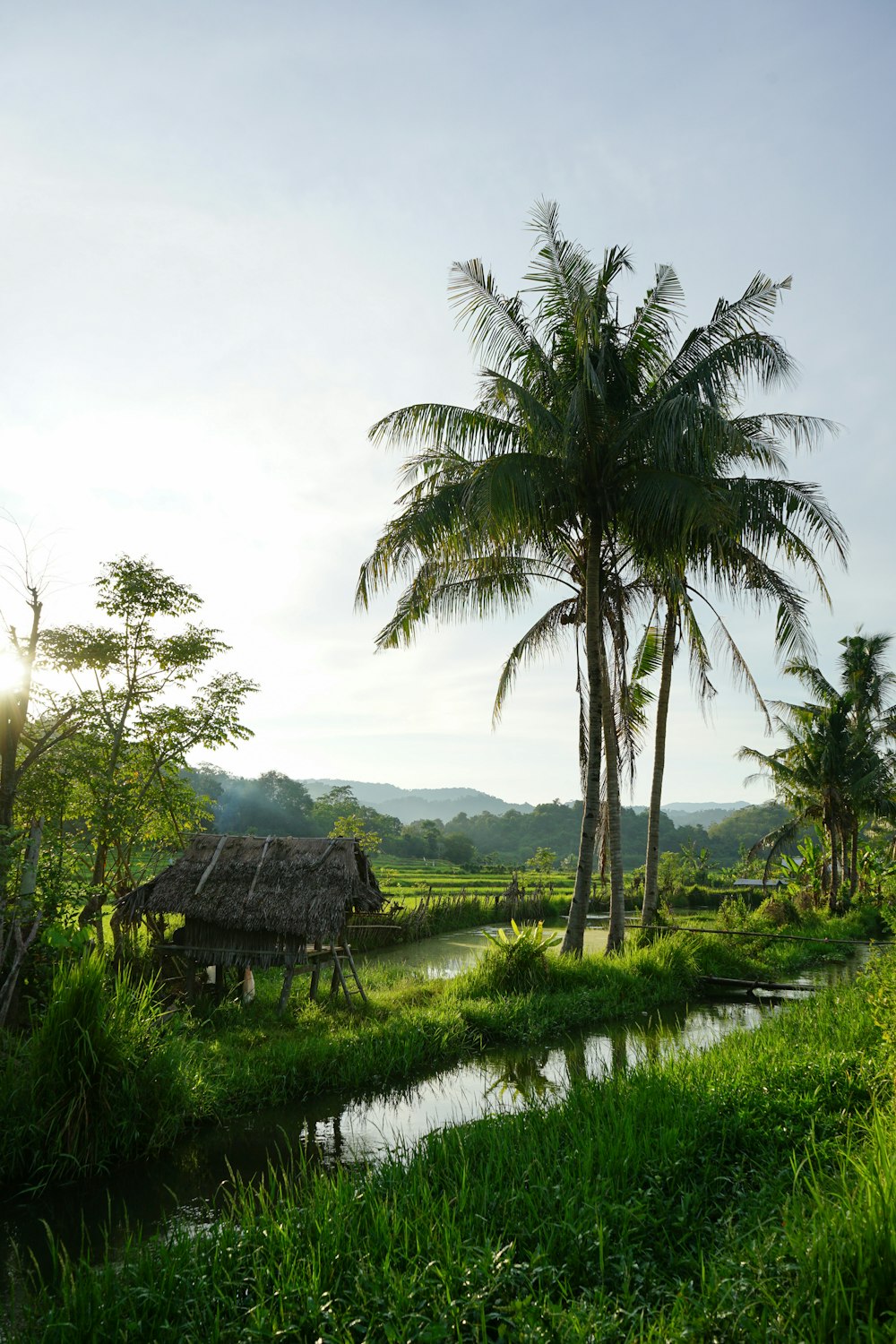 a hut in a swamp