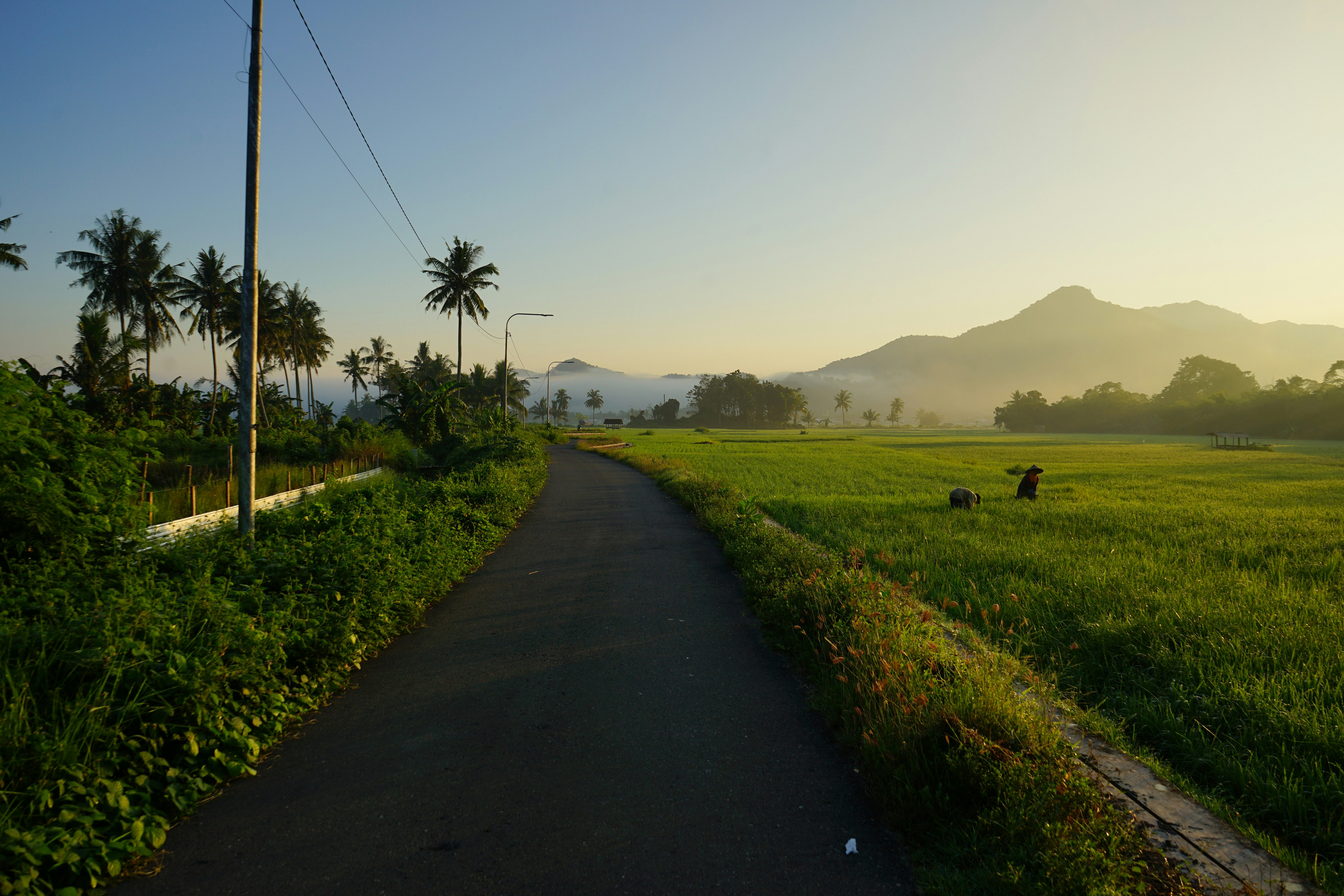 jalan dengan rumput dan pepohonan di sampingnya