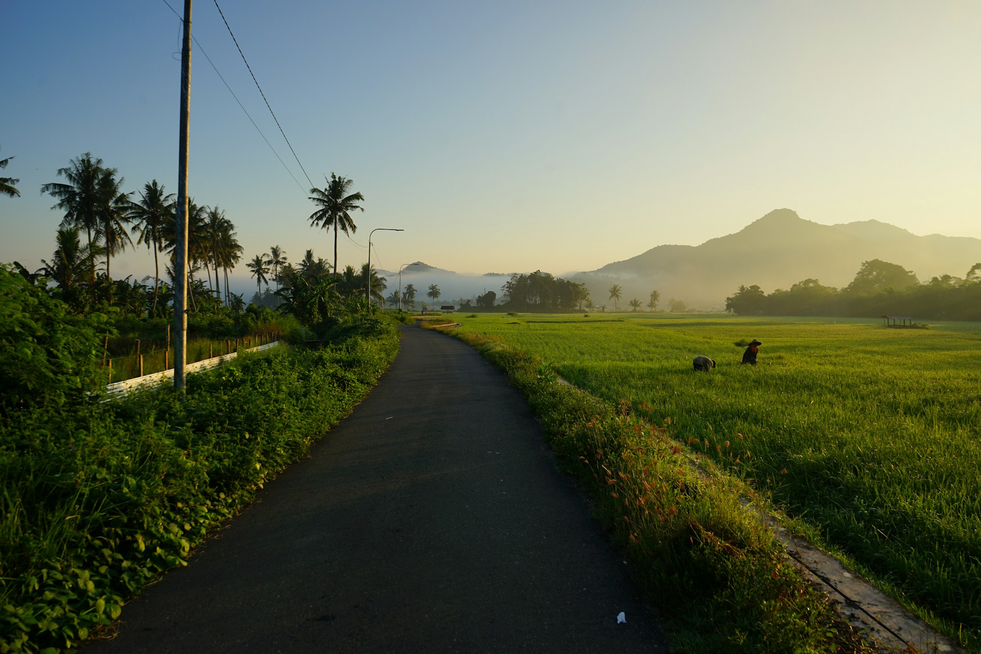 a road with grass and trees on the side