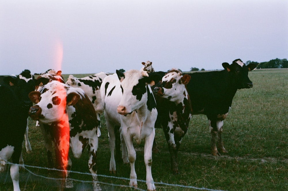Un gruppo di mucche in un campo