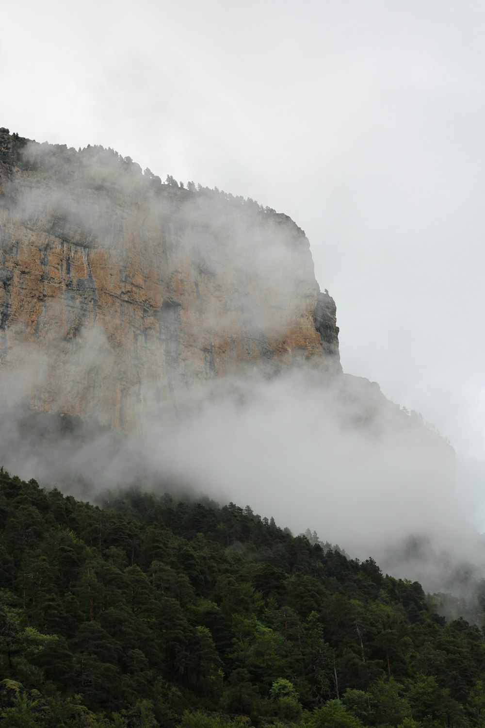 a forest with a large cloud of smoke