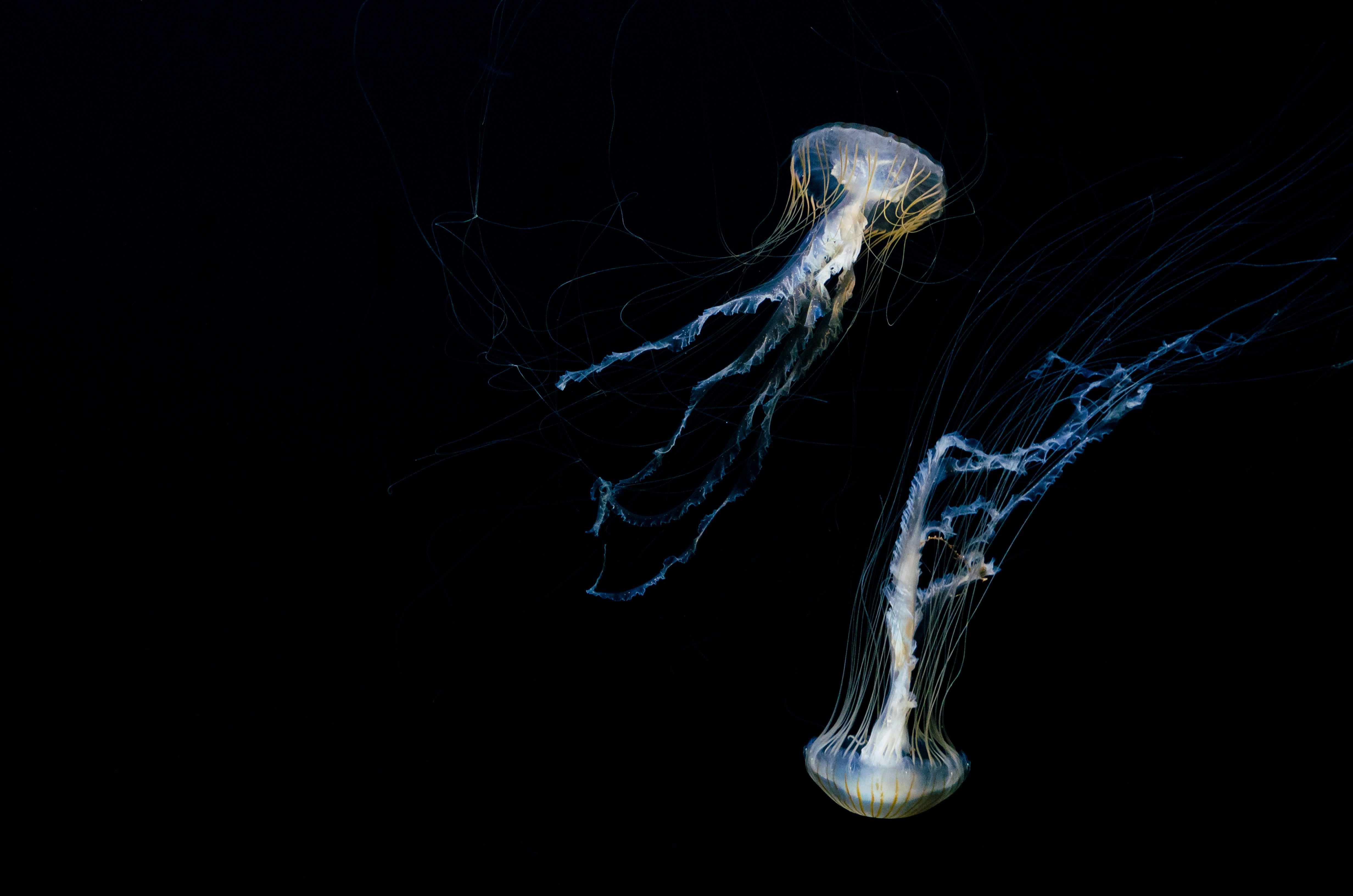 a jellyfish in the water