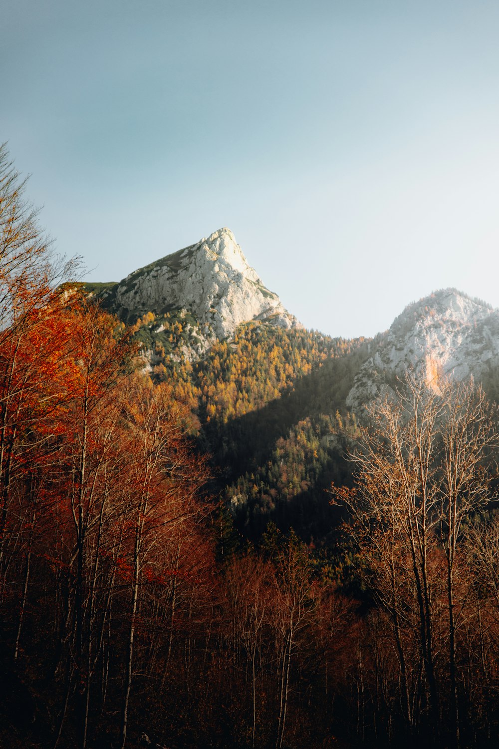 a mountain with trees in front of it