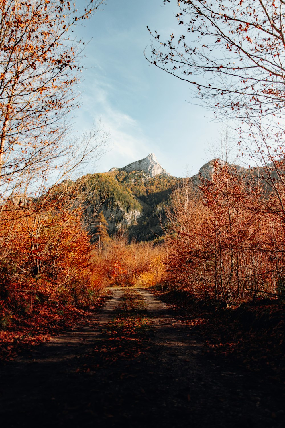 a road with trees and mountains in the background