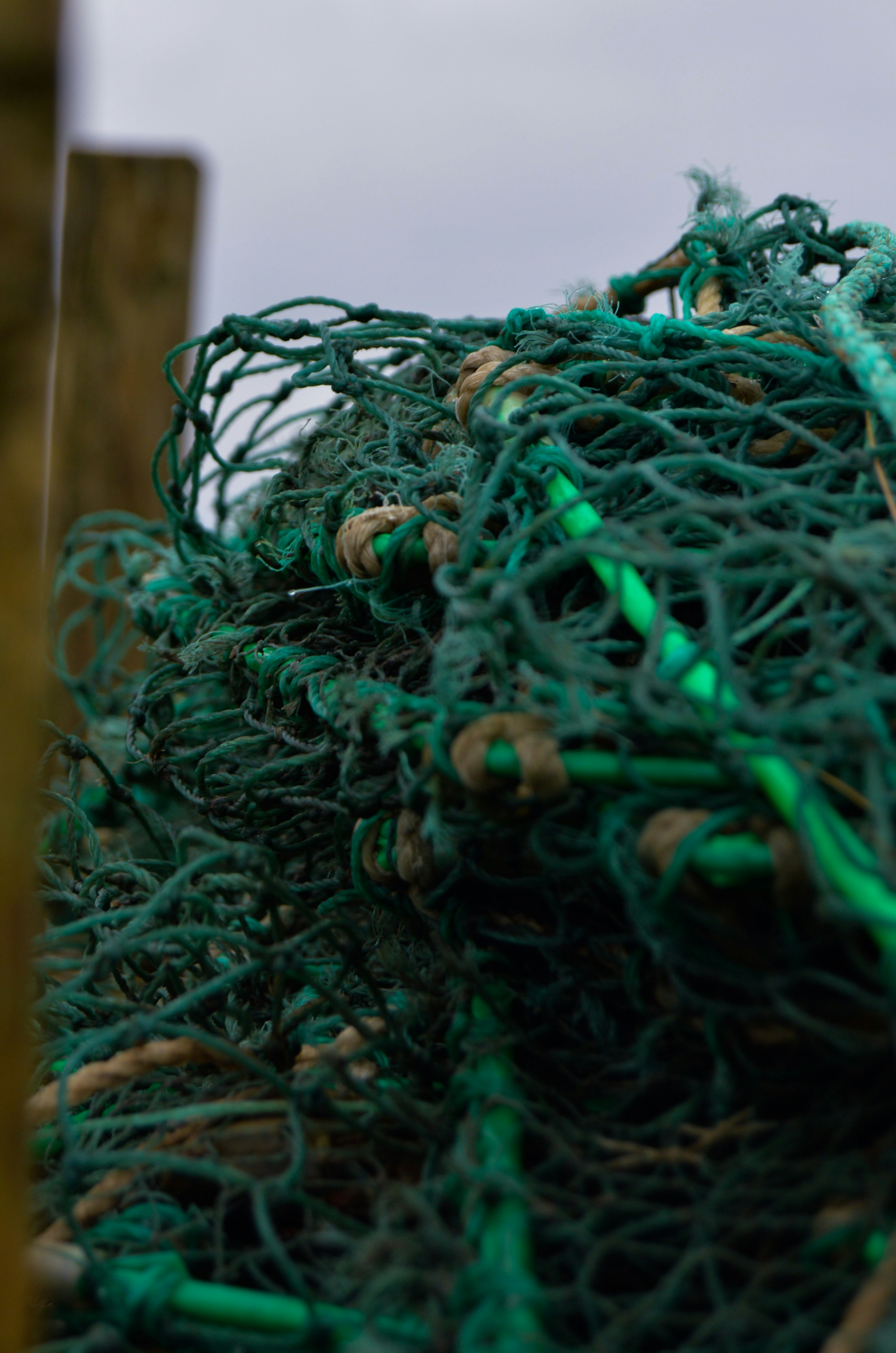 Una planta verde con muchos cogollos pequeños