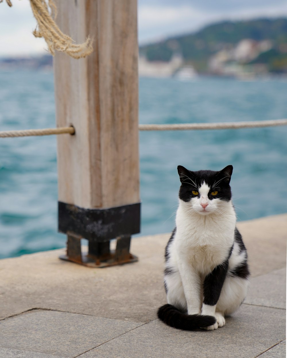 Eine Katze sitzt auf einer Terrasse
