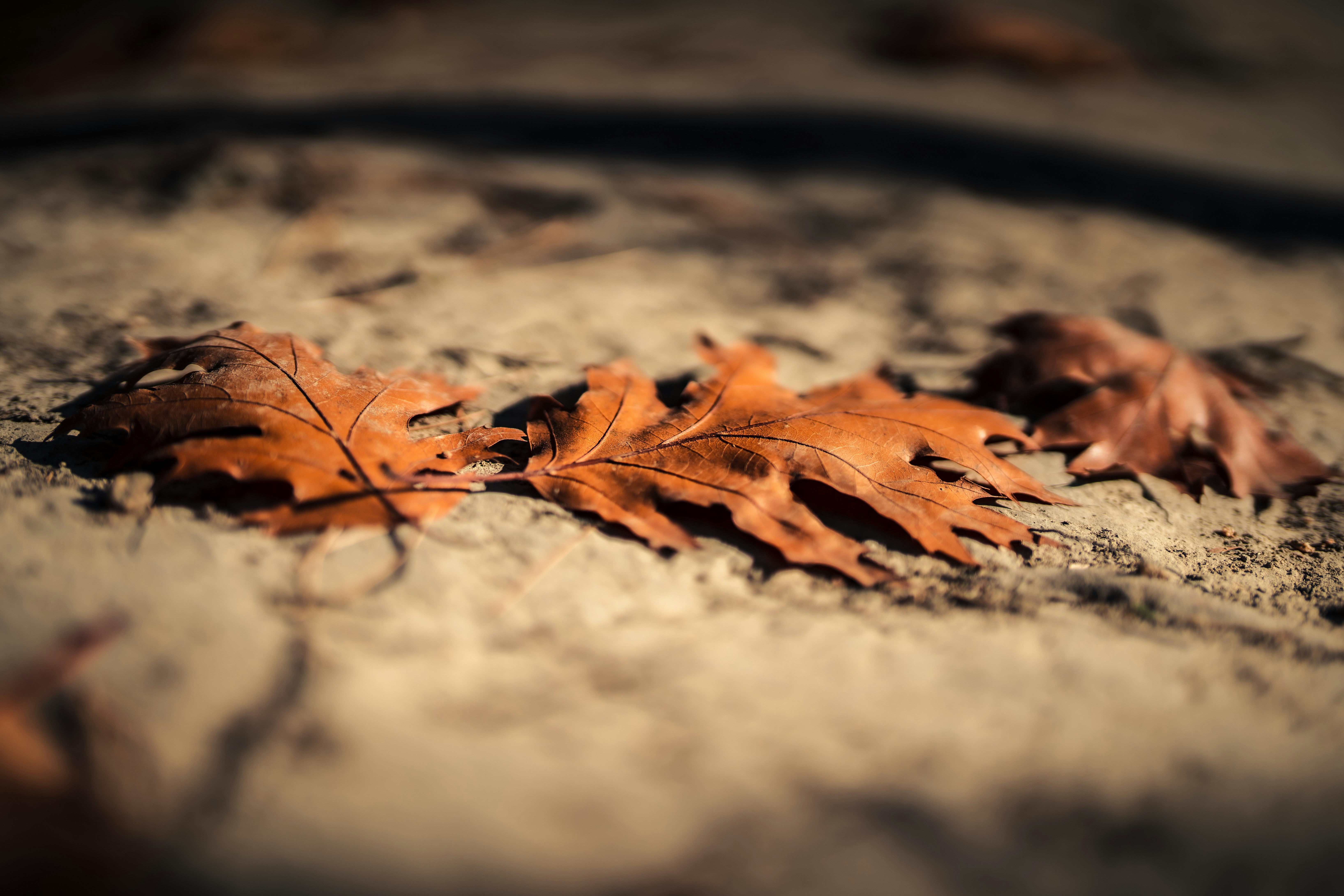 a close up of a leaf
