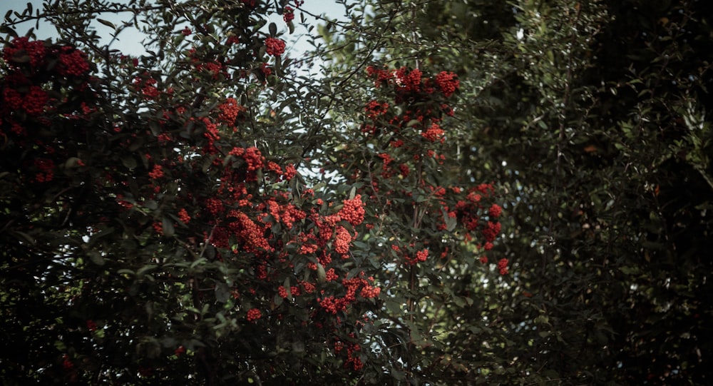 a tree with red flowers