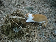 A cat with orange and white fur is curious and attentive, inspecting a pile of dirt and tree roots amidst the dry leaves and branches on the ground.
