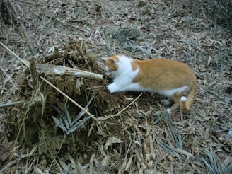 A cat with orange and white fur is curious and attentive, inspecting a pile of dirt and tree roots amidst the dry leaves and branches on the ground.