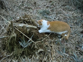 A cat with orange and white fur is curious and attentive, inspecting a pile of dirt and tree roots amidst the dry leaves and branches on the ground.