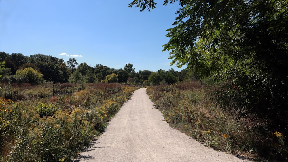 a dirt road surrounded by trees