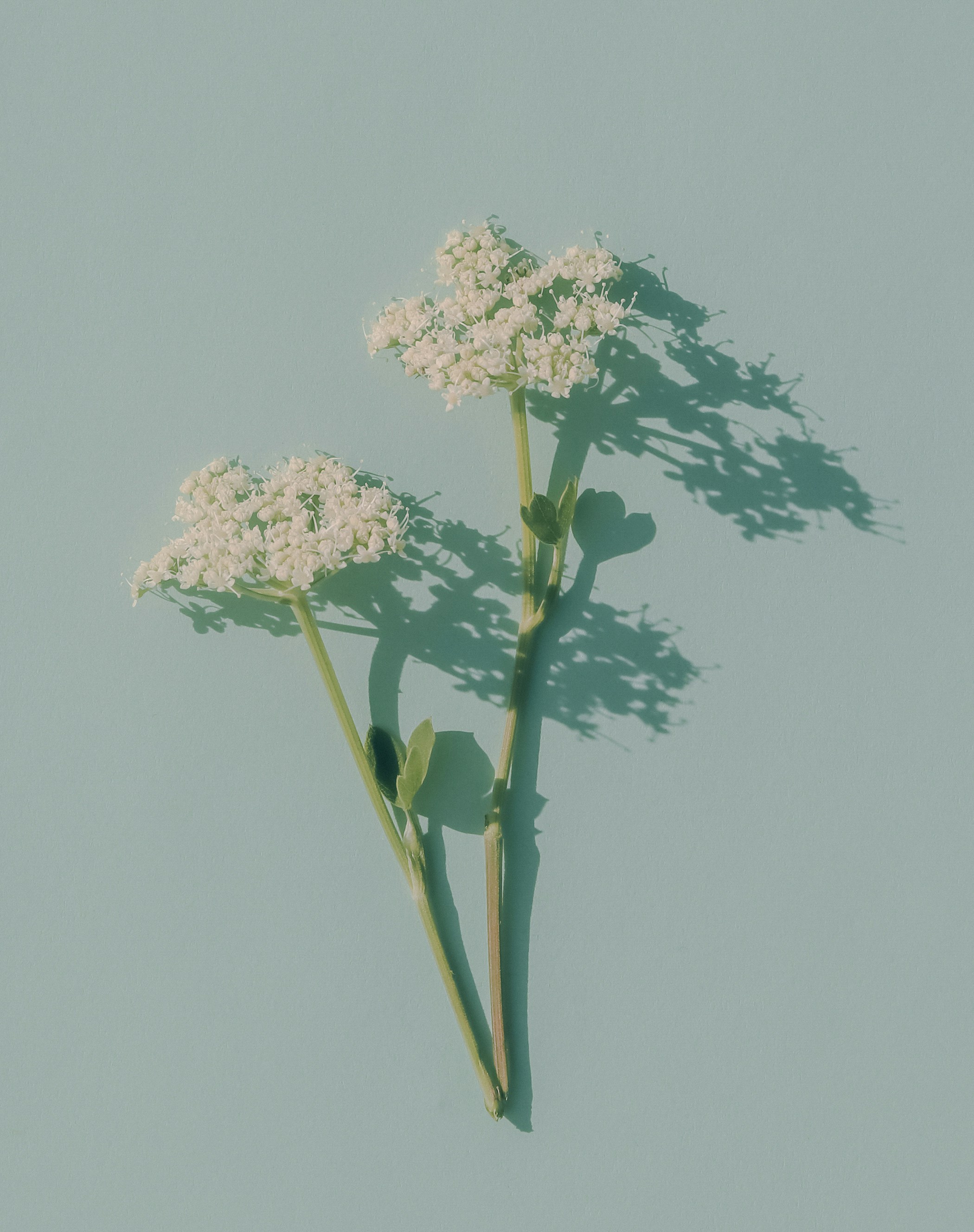 Photo by babybluecat