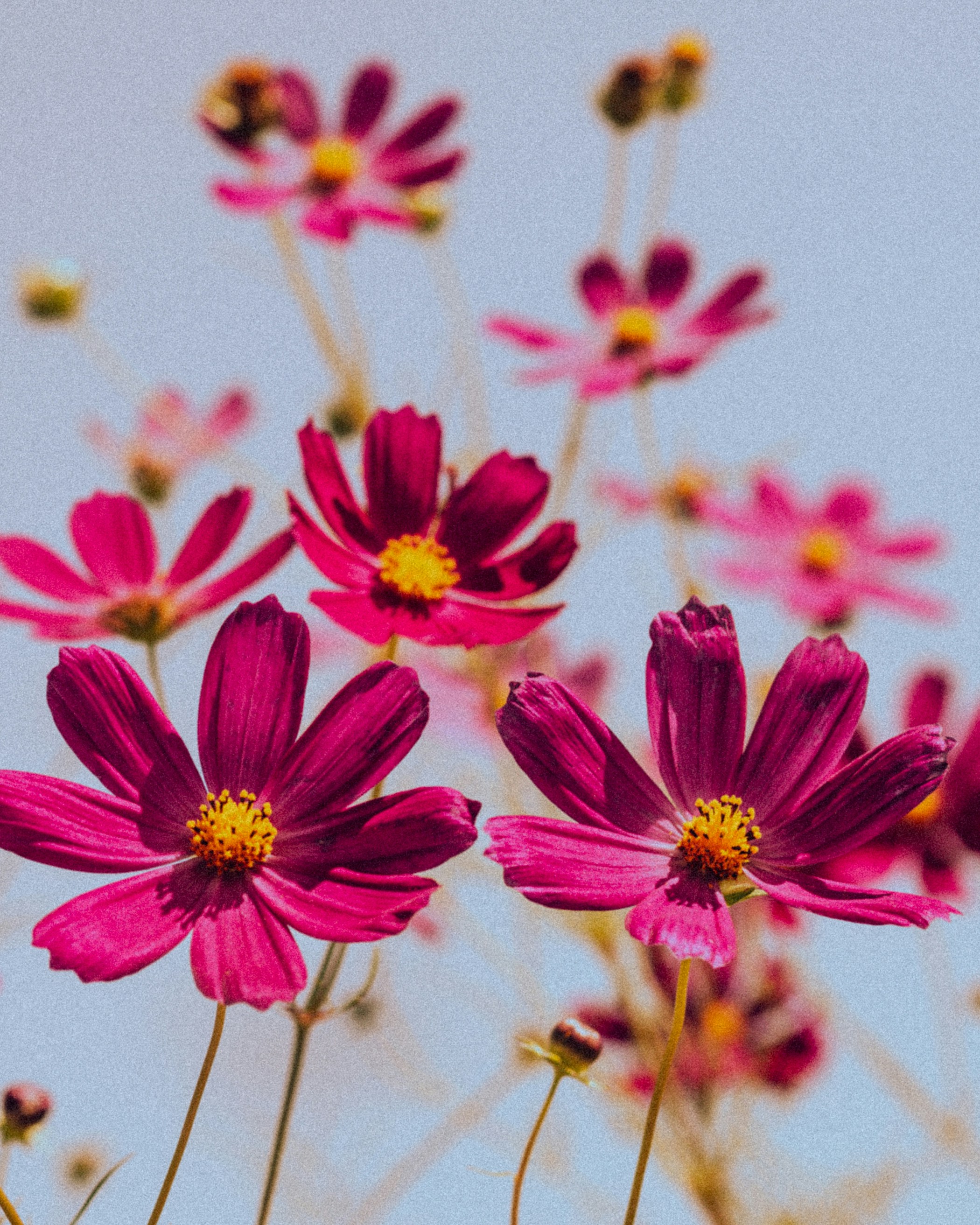 Photo by babybluecat