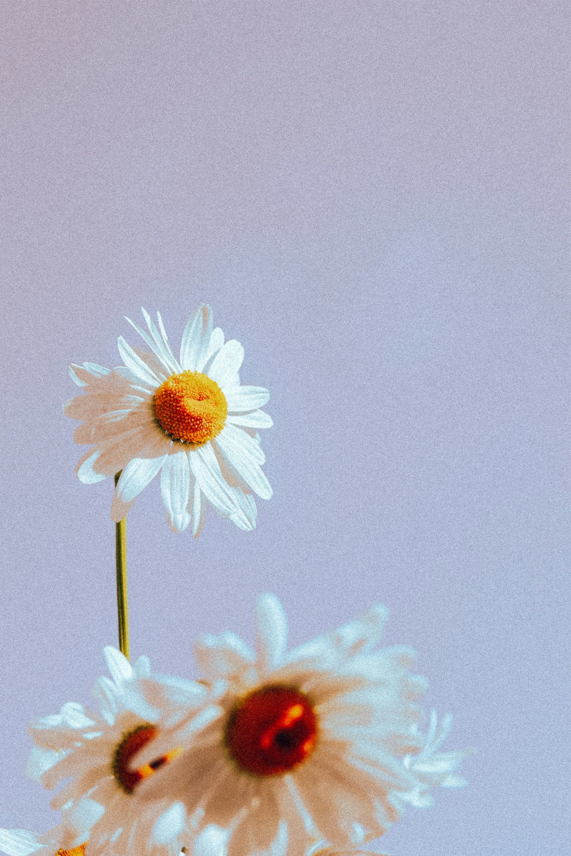 Photo by babybluecat