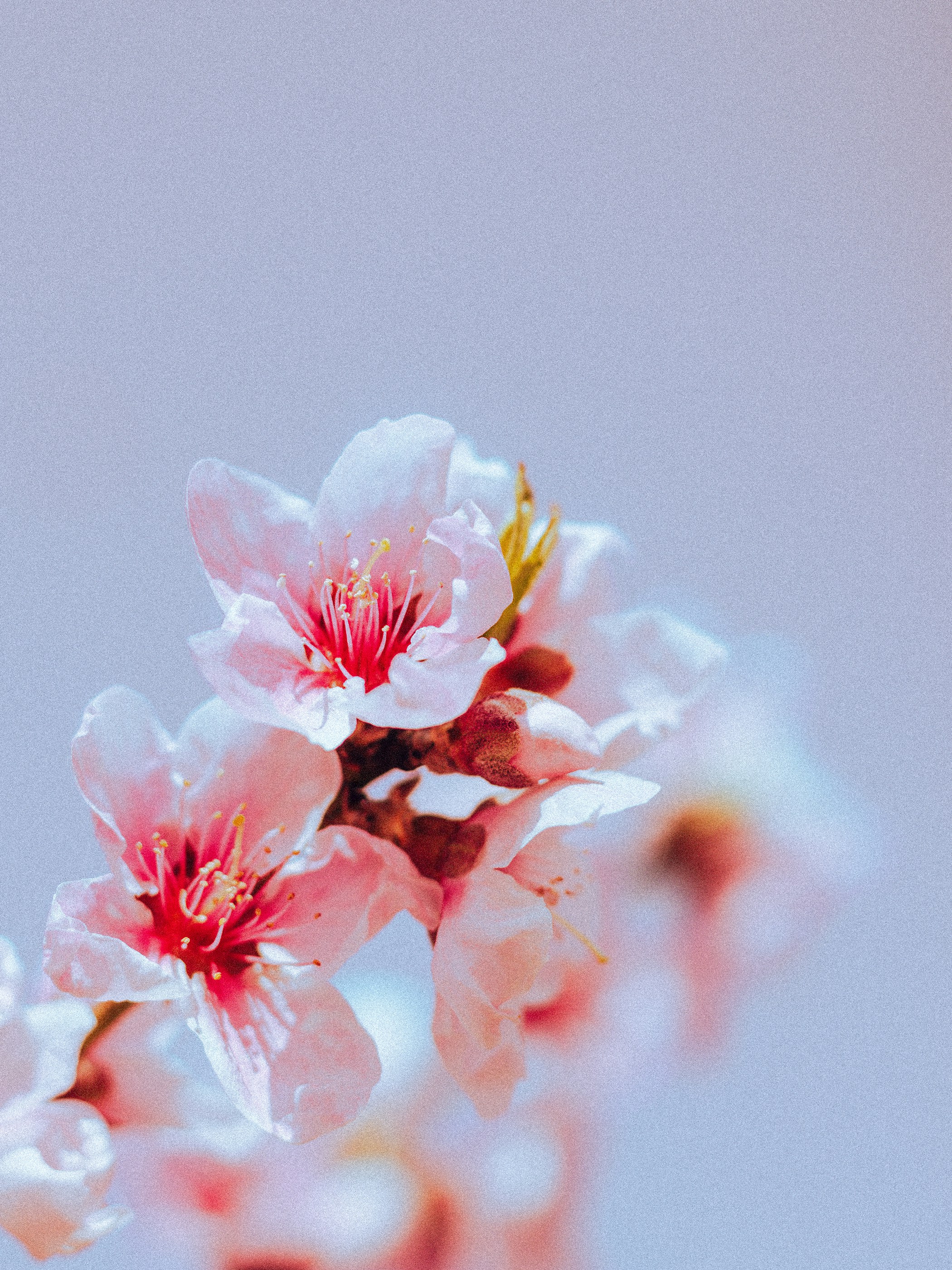 Photo by babybluecat