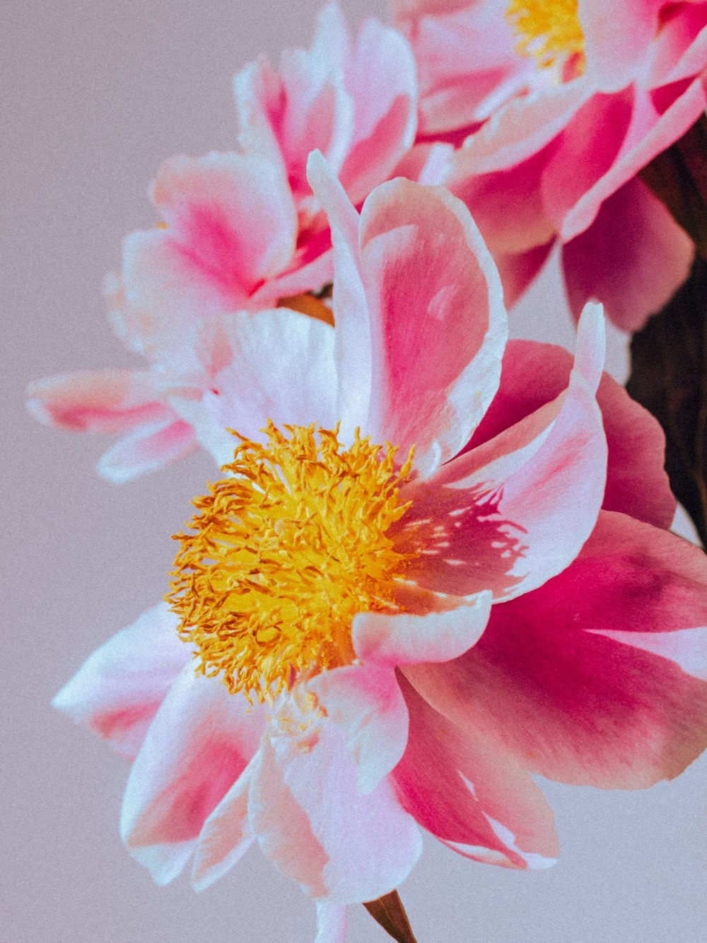 a close up of a flower