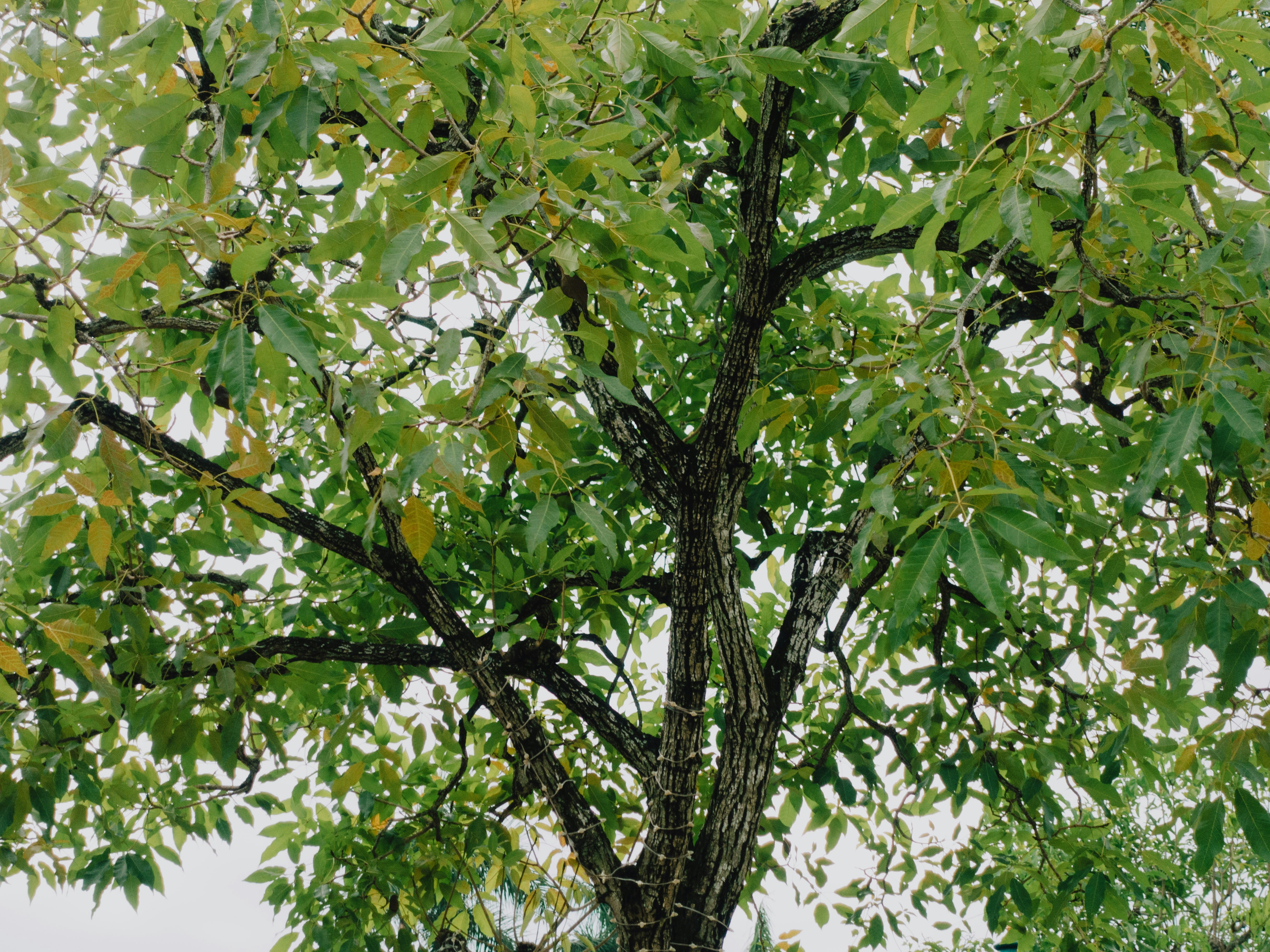 Photo by catgirlmutant