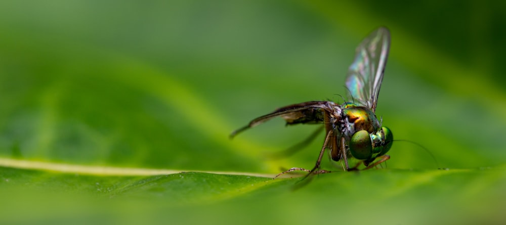 a fly on a leaf