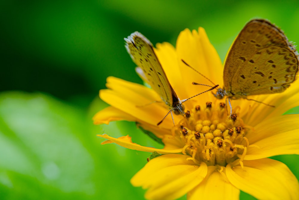 a butterfly on a yellow flower