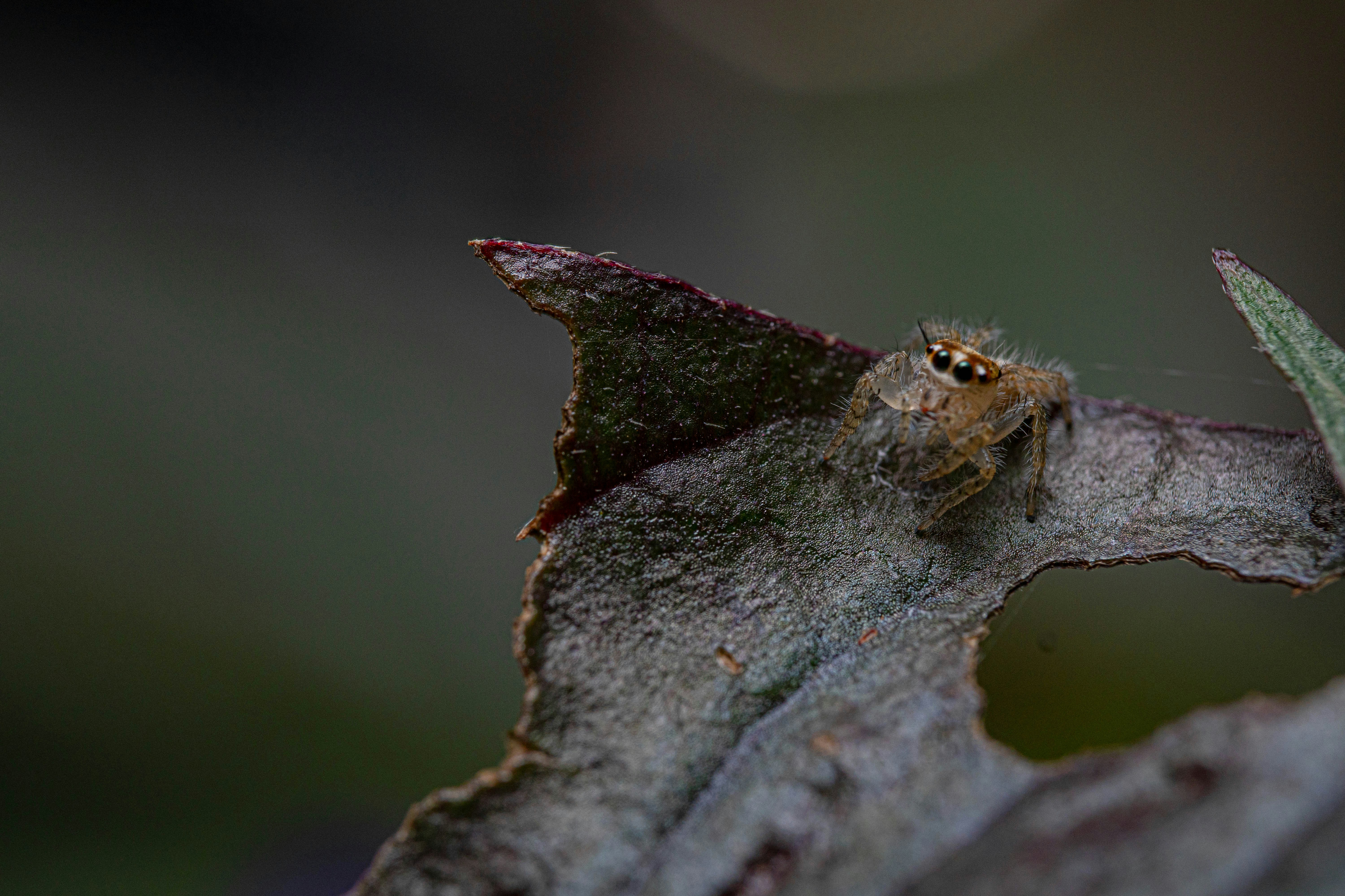 a frog on a branch