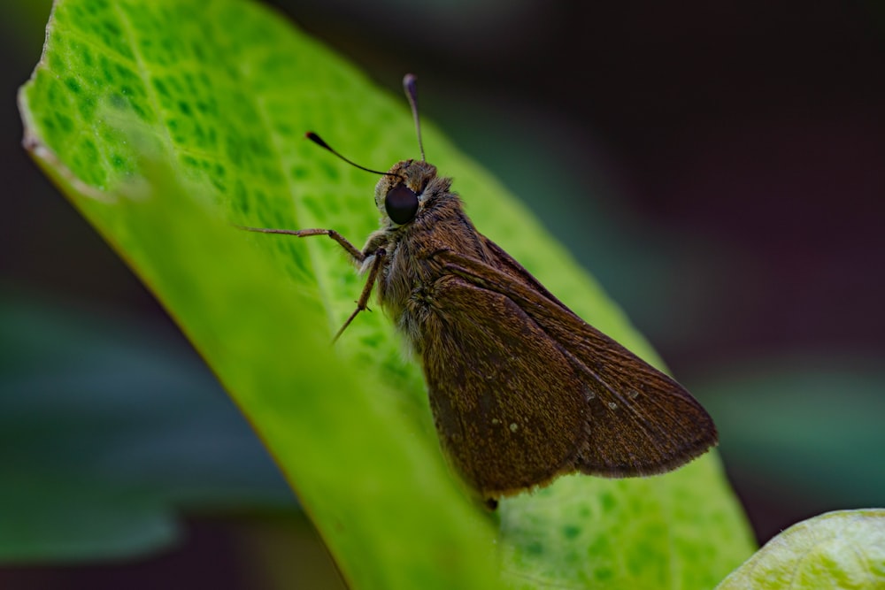 a close up of a fly