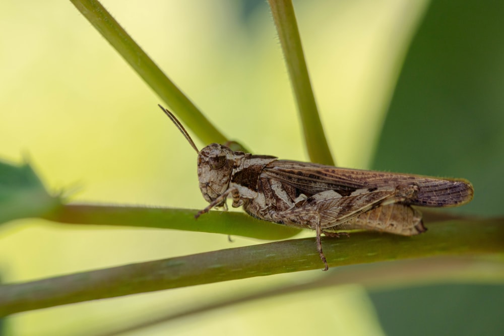 a bug on a leaf