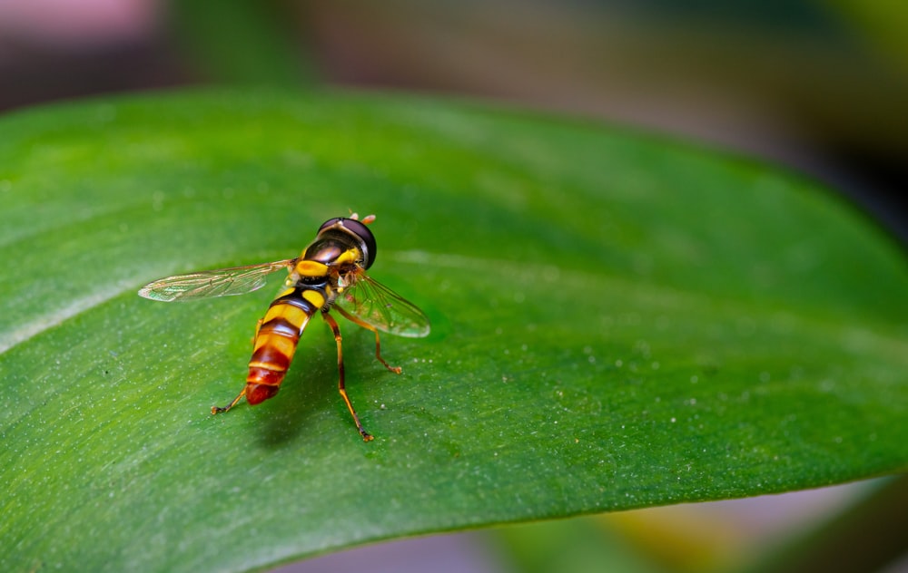 a close up of a bug