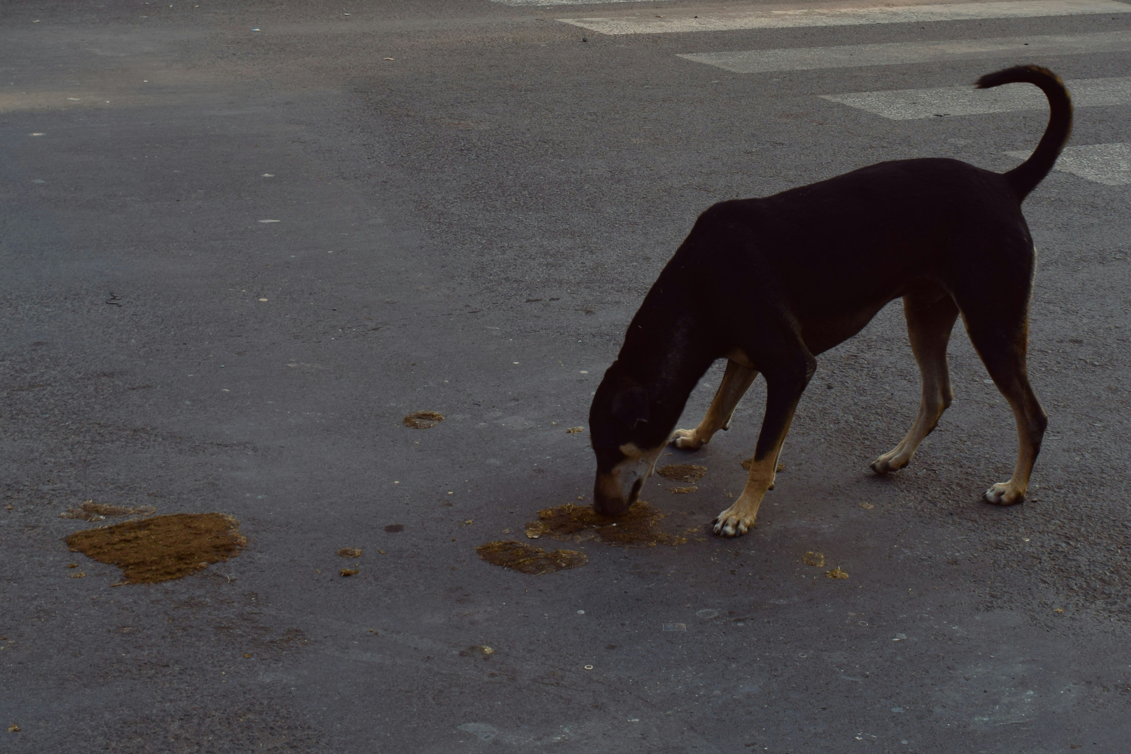 Street dog