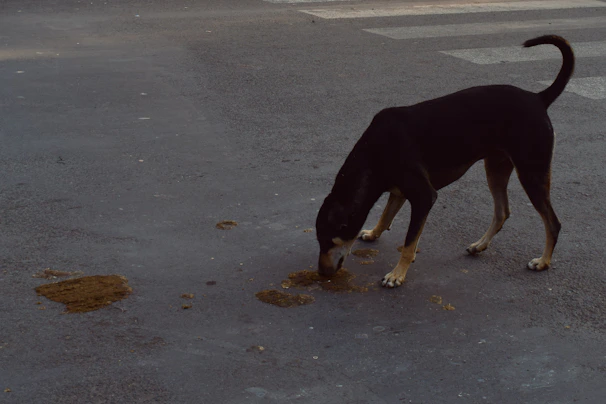 A street dog eagerly sniffing a packet of diskut biscuits on a sunny sidewalk.