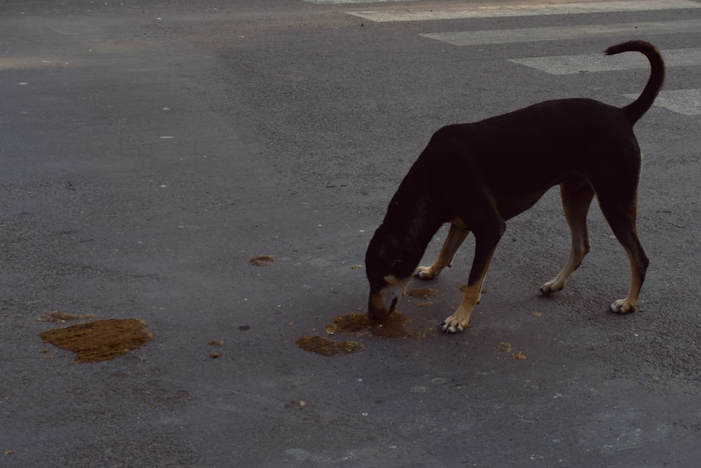 a dog eating food on the street