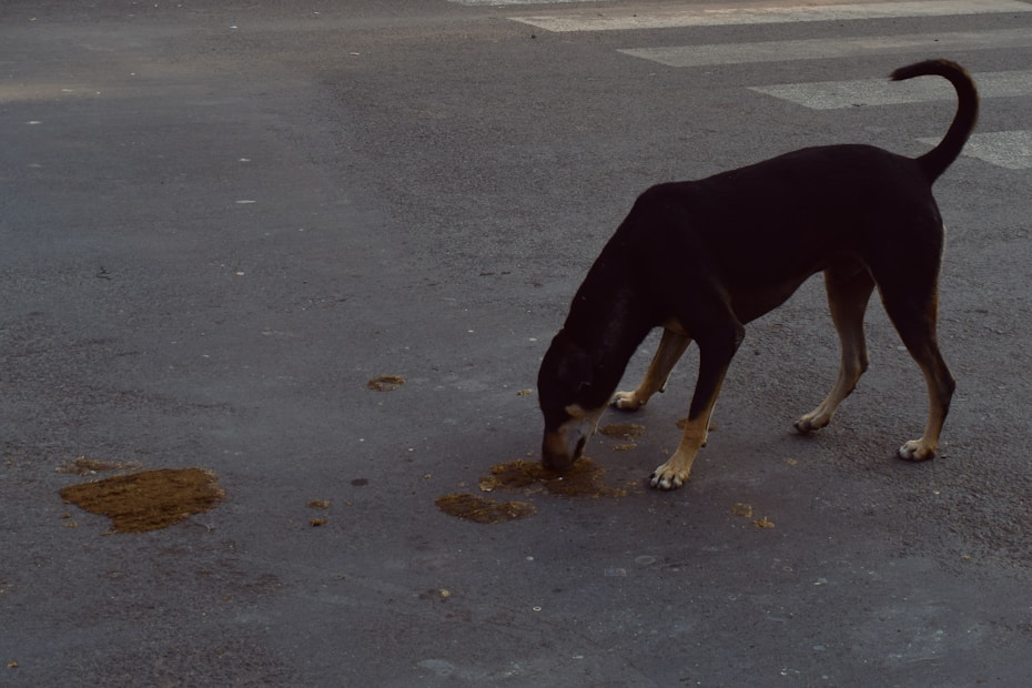 A stray dog stands on an urban road with faded zebra crossing lines visible in the background. The dog is bent down, sniffing at scattered brown patches on the asphalt. The scene reflects an overcast or dimly lit environment.