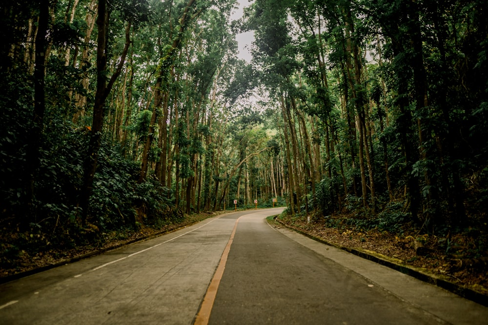 a road in the woods