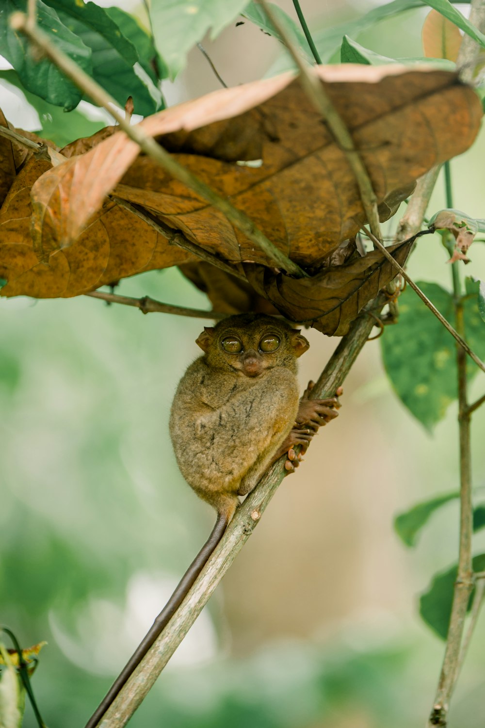 a small animal on a branch