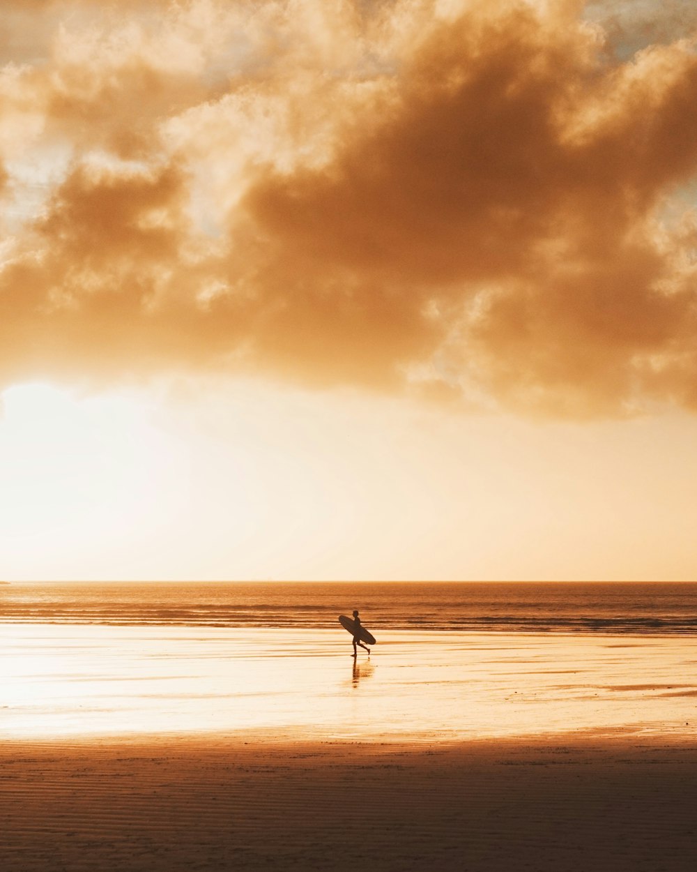 a bird on the beach