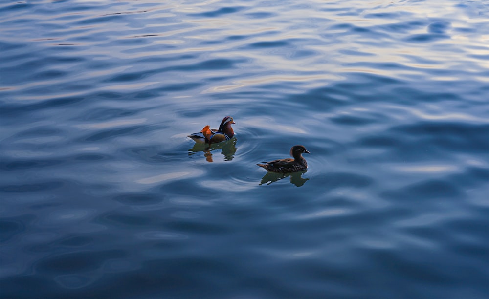 ducks swimming in water