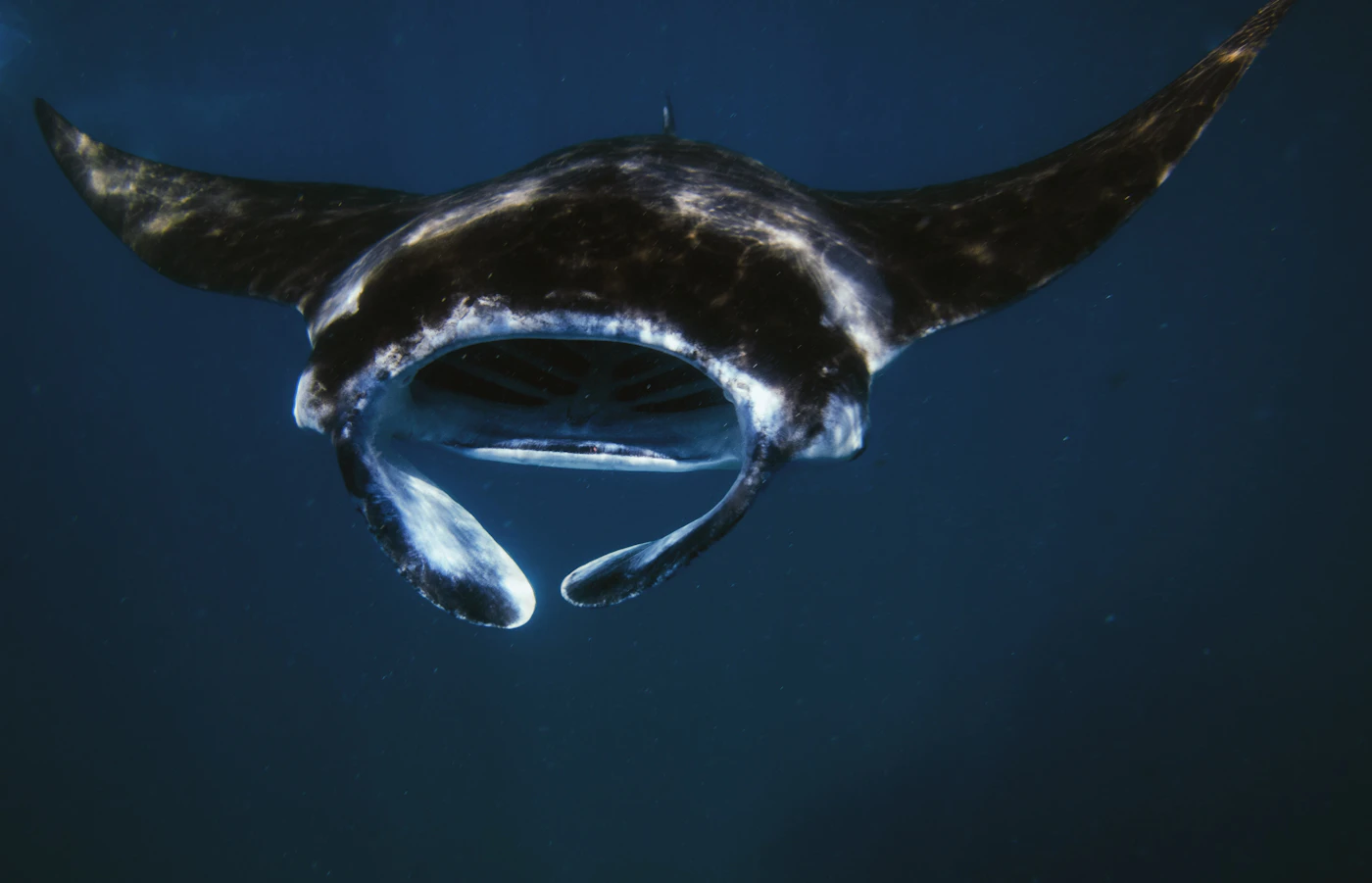 Manta-Rochen unter Wasser bei Hanifaru in den Malediven
