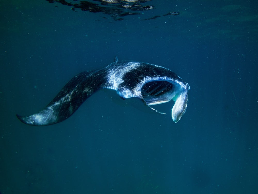 a sea animal swimming in the water